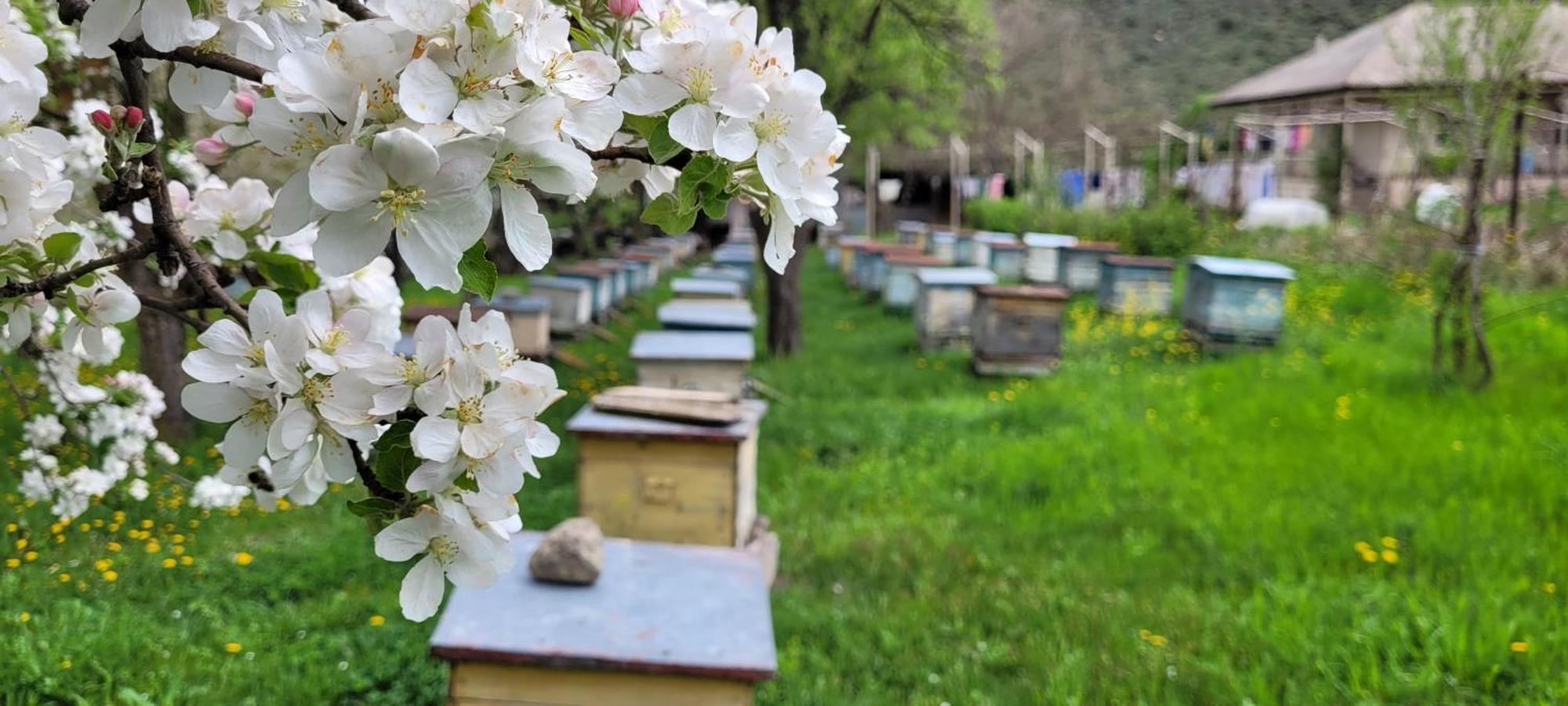 Отель Bee House Pia Экстерьер фото